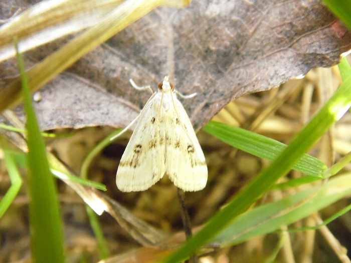 Colonia di Parapoynx stratiotata